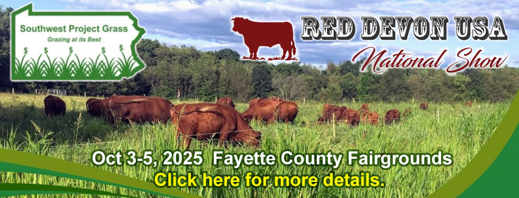 Red Devon USA cattle