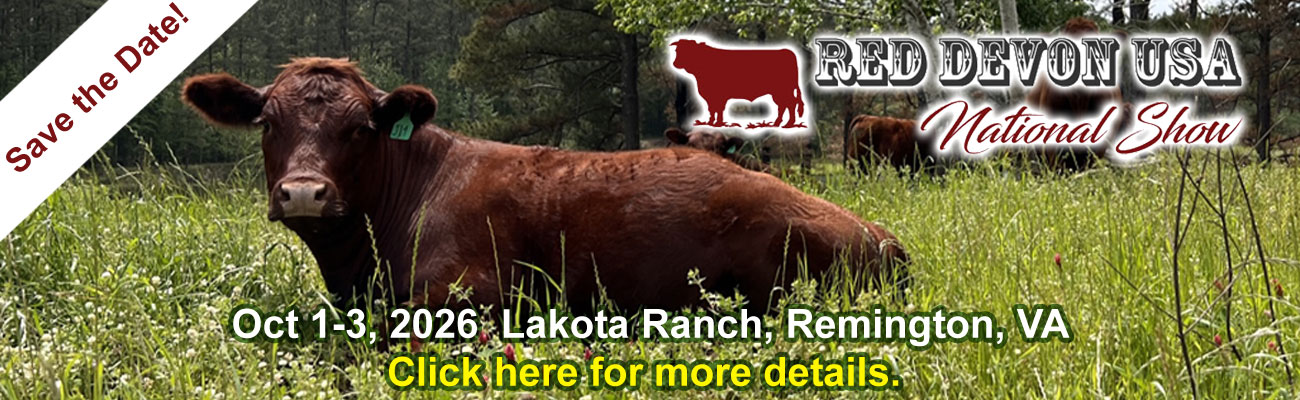 Red Devon USA cattle