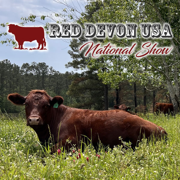 Red Devon USA cattle picture