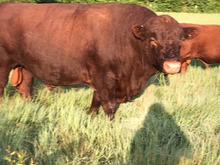 Lindley Organic Farm