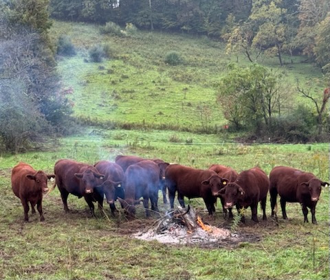 Red Devon USA cattle