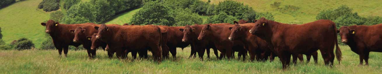 Red Devon USA cattle