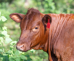 Red Devon USA cattle