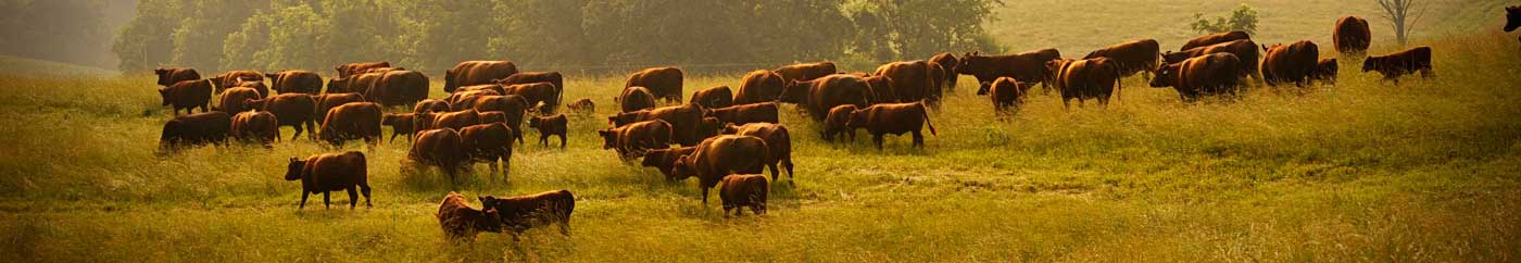 Red Devon USA cattle