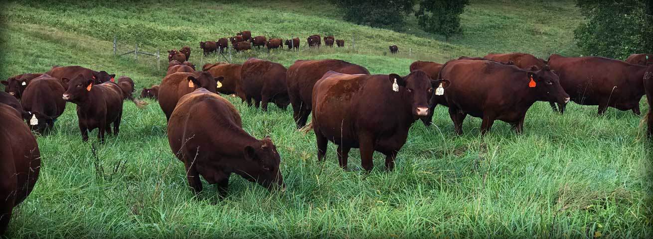 Red Devon USA cattle