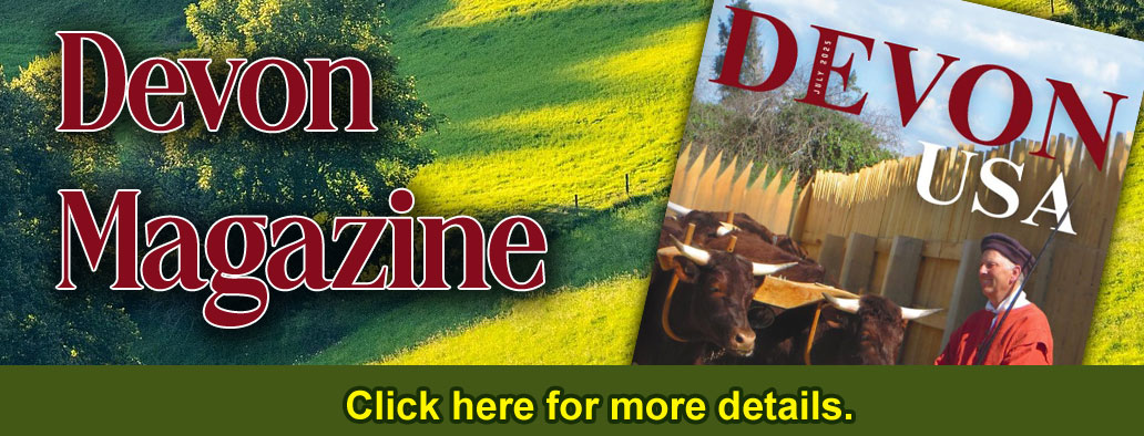 Red Devon USA cattle