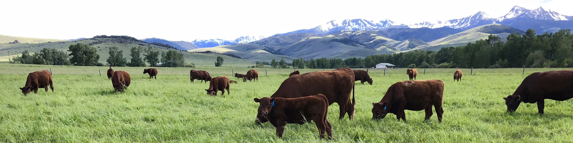 Red Devon USA cattle