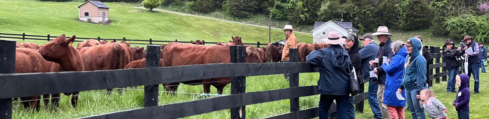 Red Devon USA cattle