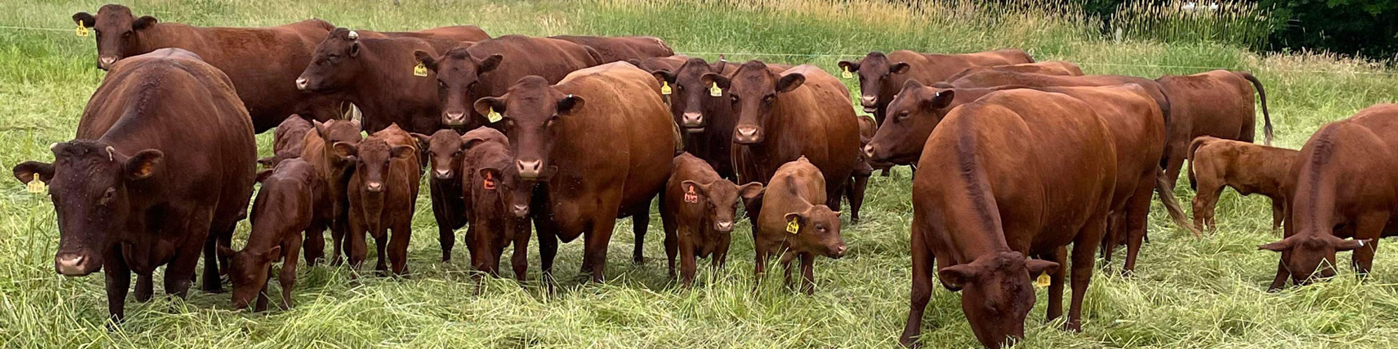 Red Devon USA cattle