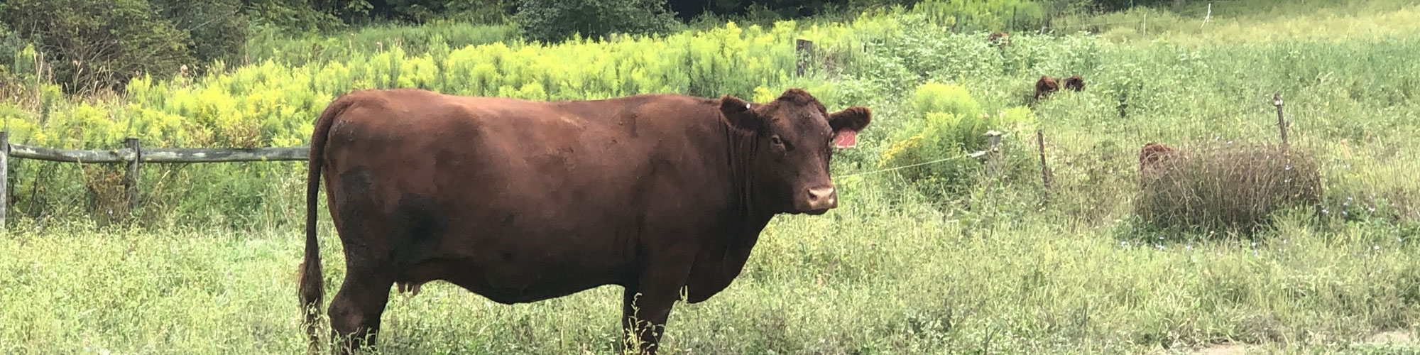 Red Devon USA cattle