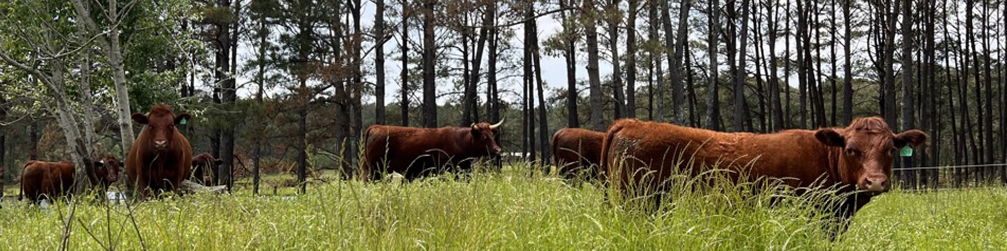 Red Devon USA cattle