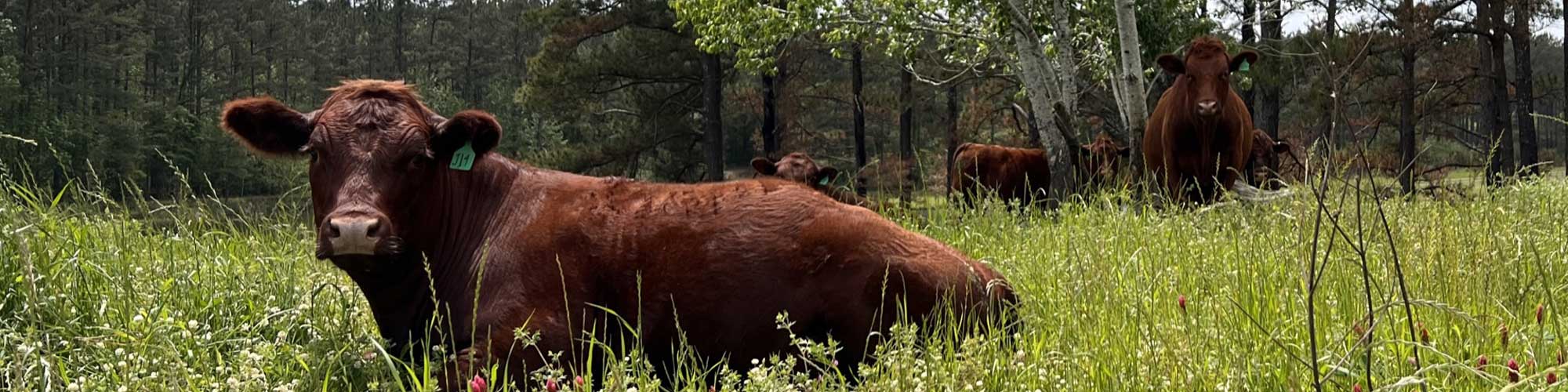 Red Devon USA cattle