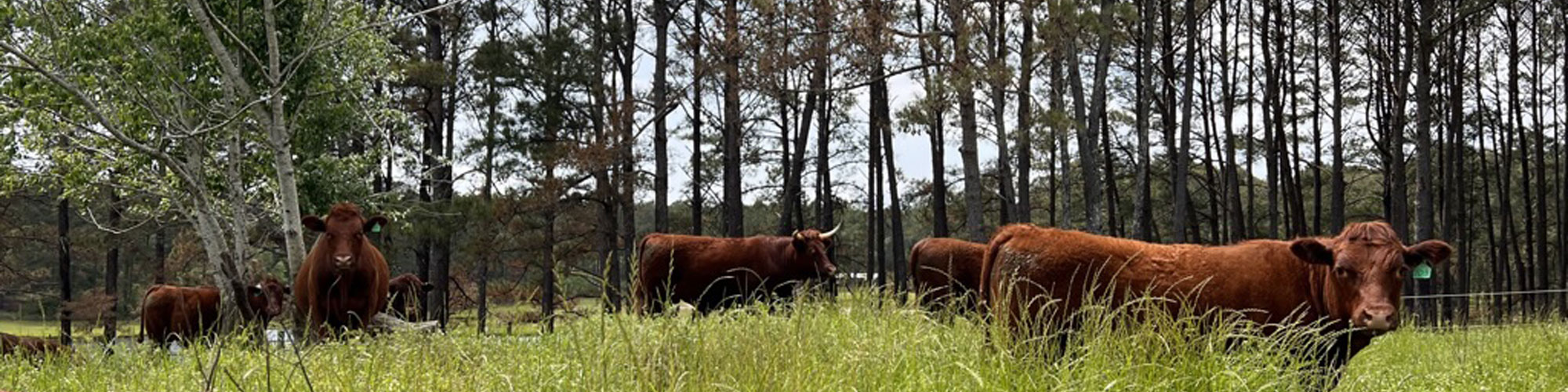 Red Devon USA cattle