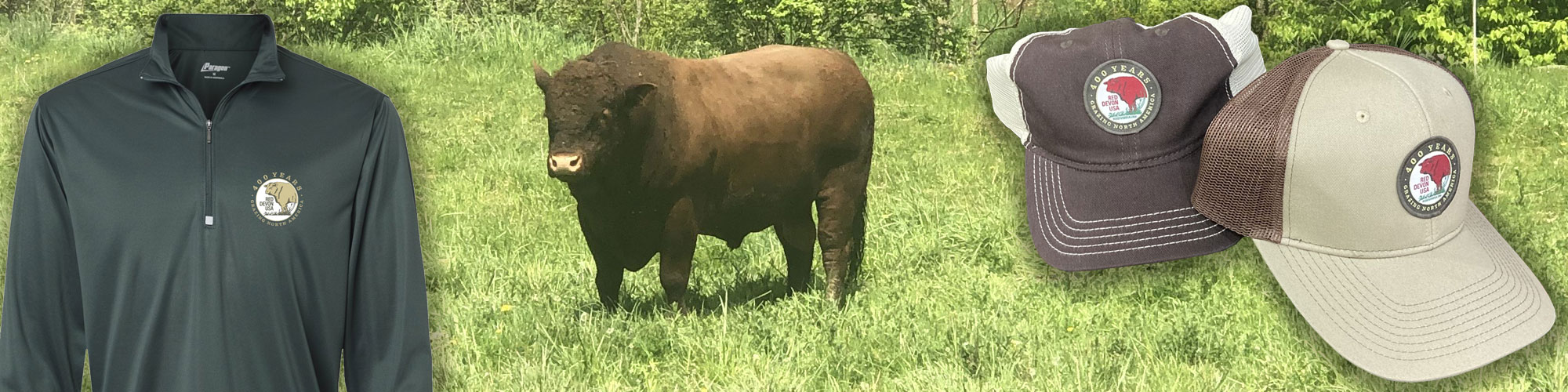 Red Devon USA cattle