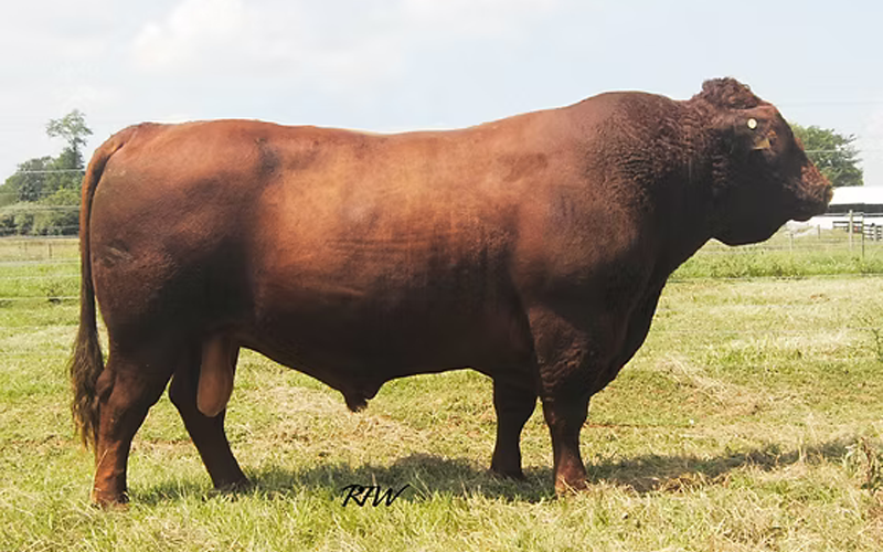 Red Devon USA National Show Red Devon USA cattle picture