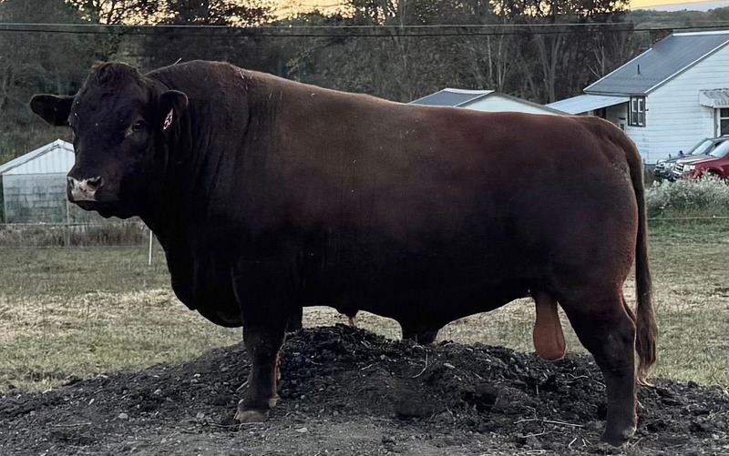 Red Devon USA National Show Red Devon USA cattle picture