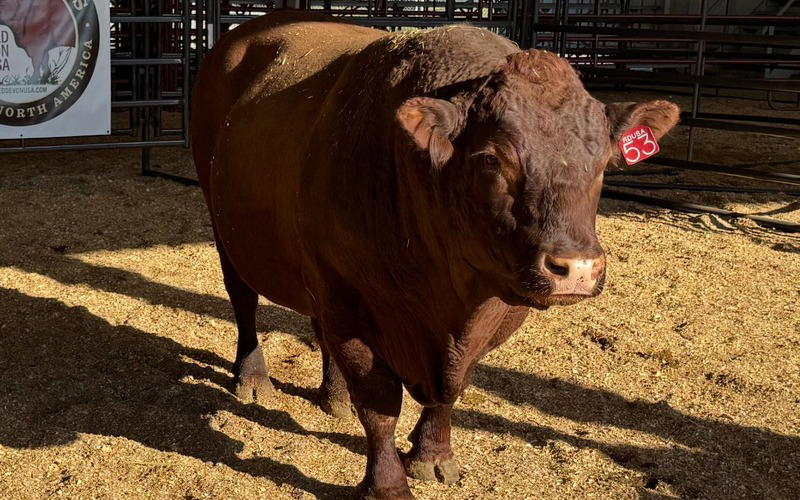 Red Devon USA National Show Red Devon USA cattle picture